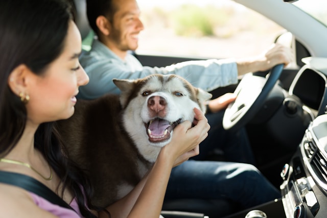 Entertainment and Comfort: Keeping Your Pet Happy on the Road