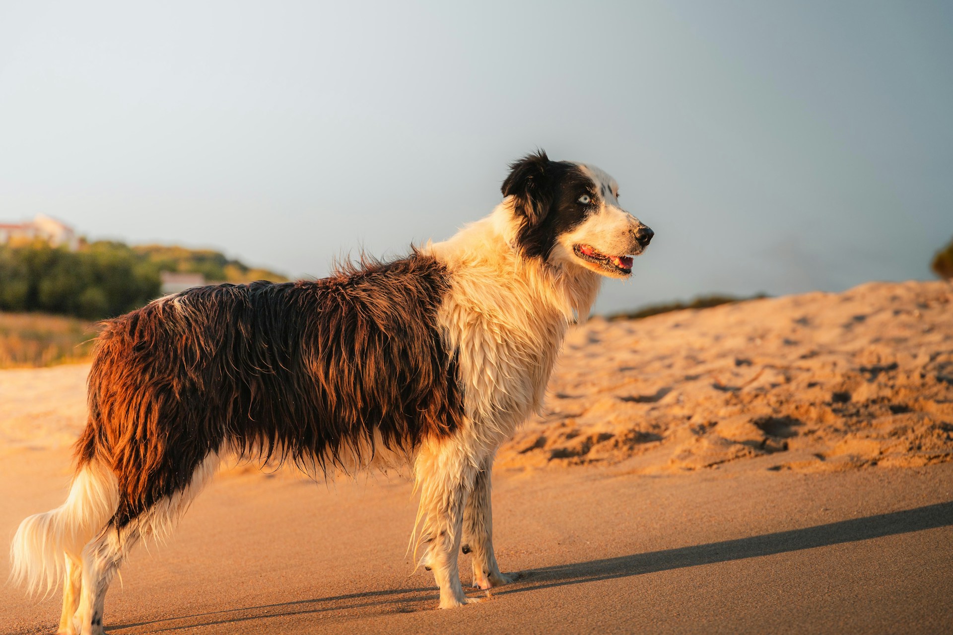 6 Best Beaches to Visit with Your Dog