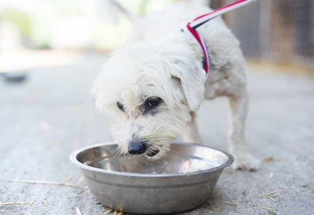 collapsible food and water bowls