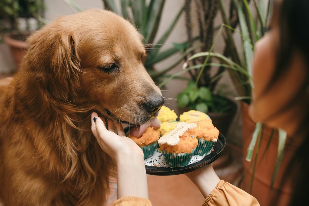 10 Best Tips to Find Pet-Friendly Dining Options