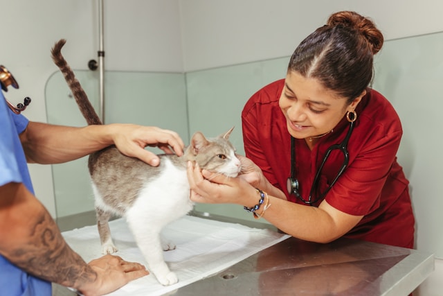 Finding a Vet While Traveling