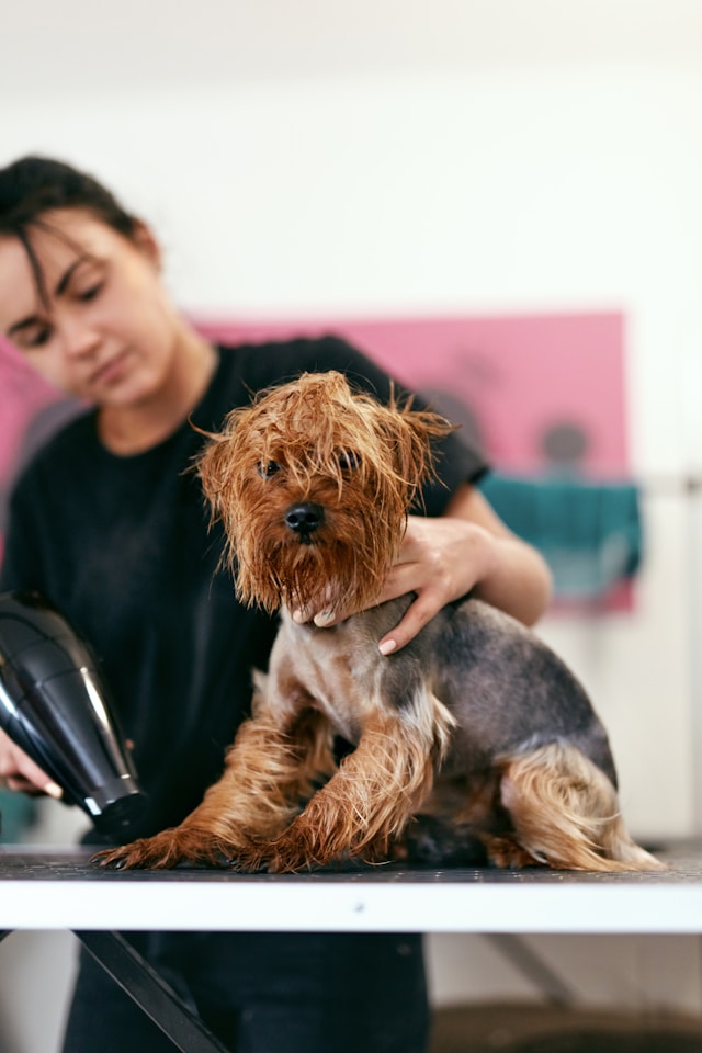 What to Expect from a Mobile Pet Grooming Service