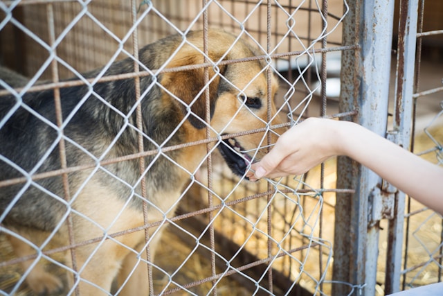 Volunteer at Local Animal Shelters