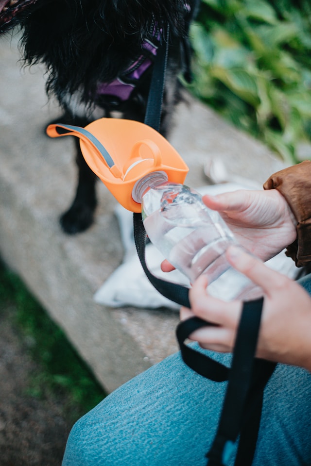 portable water bottle