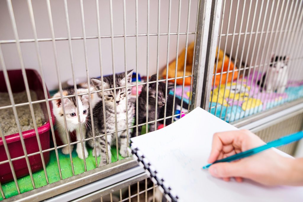 International Quarantine Rules for Pets