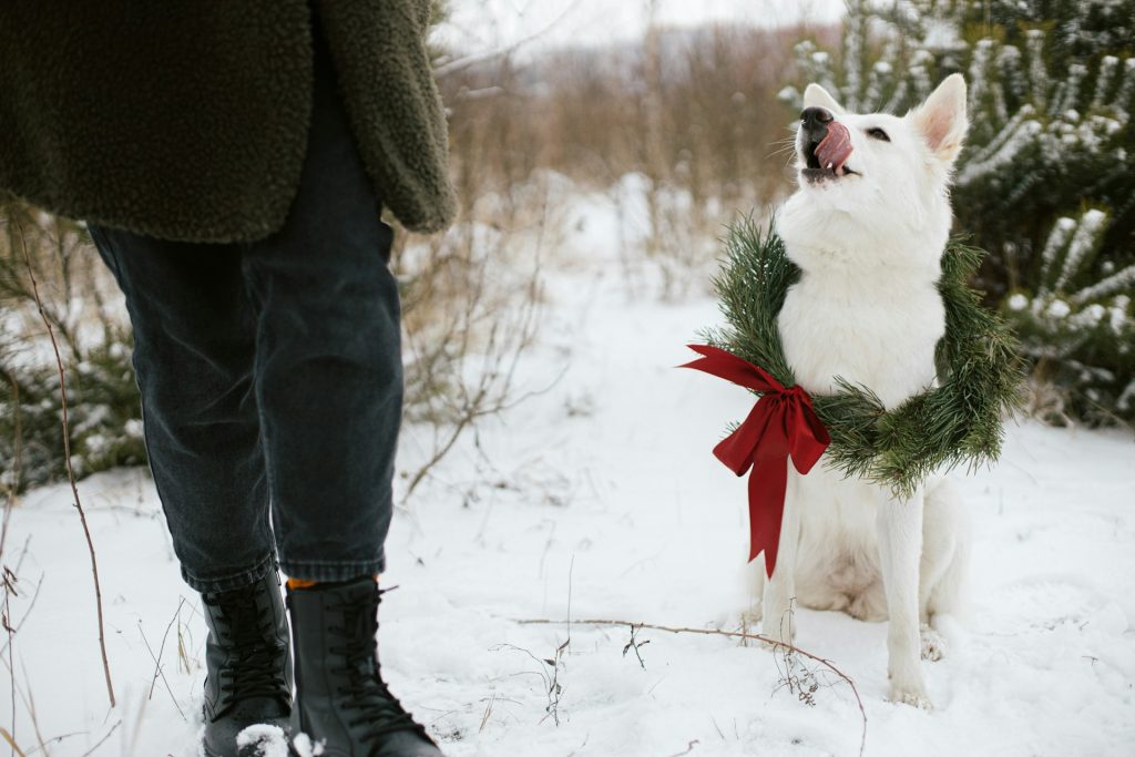 Seasonal Pet Travel Tips (Christmas, Summer, etc.)